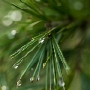 Winter's jewels. Exposure: ISO 200, f/3.5, 1/125-sec.